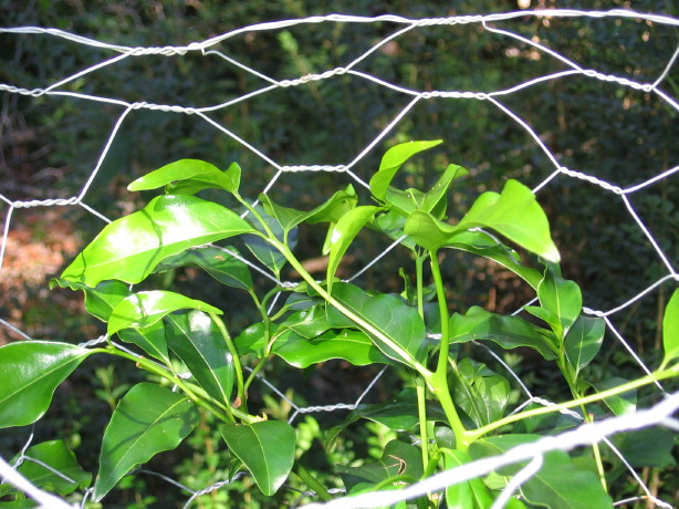 Emmenosperma alphitonioides