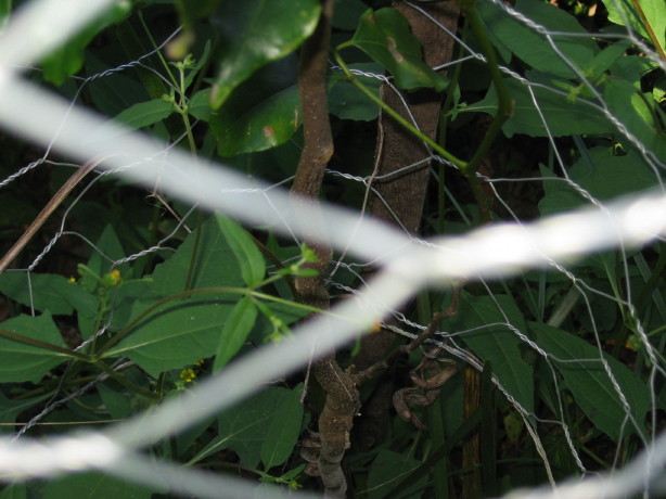 Emmenosperma alphitonioides Yellow Ash